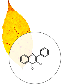 Flavonol color pigments diagram - SmokyMountains.com